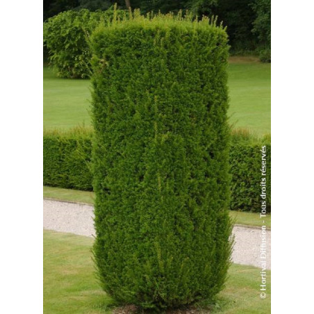 TAXUS baccata (If commun)
