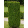 TAXUS baccata (If commun)