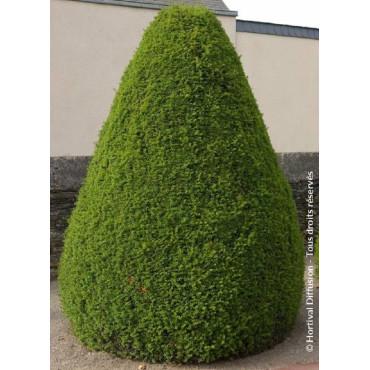 TAXUS baccata (If commun)