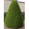 TAXUS baccata (If commun)