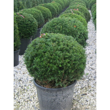 TAXUS baccata En pot forme boule