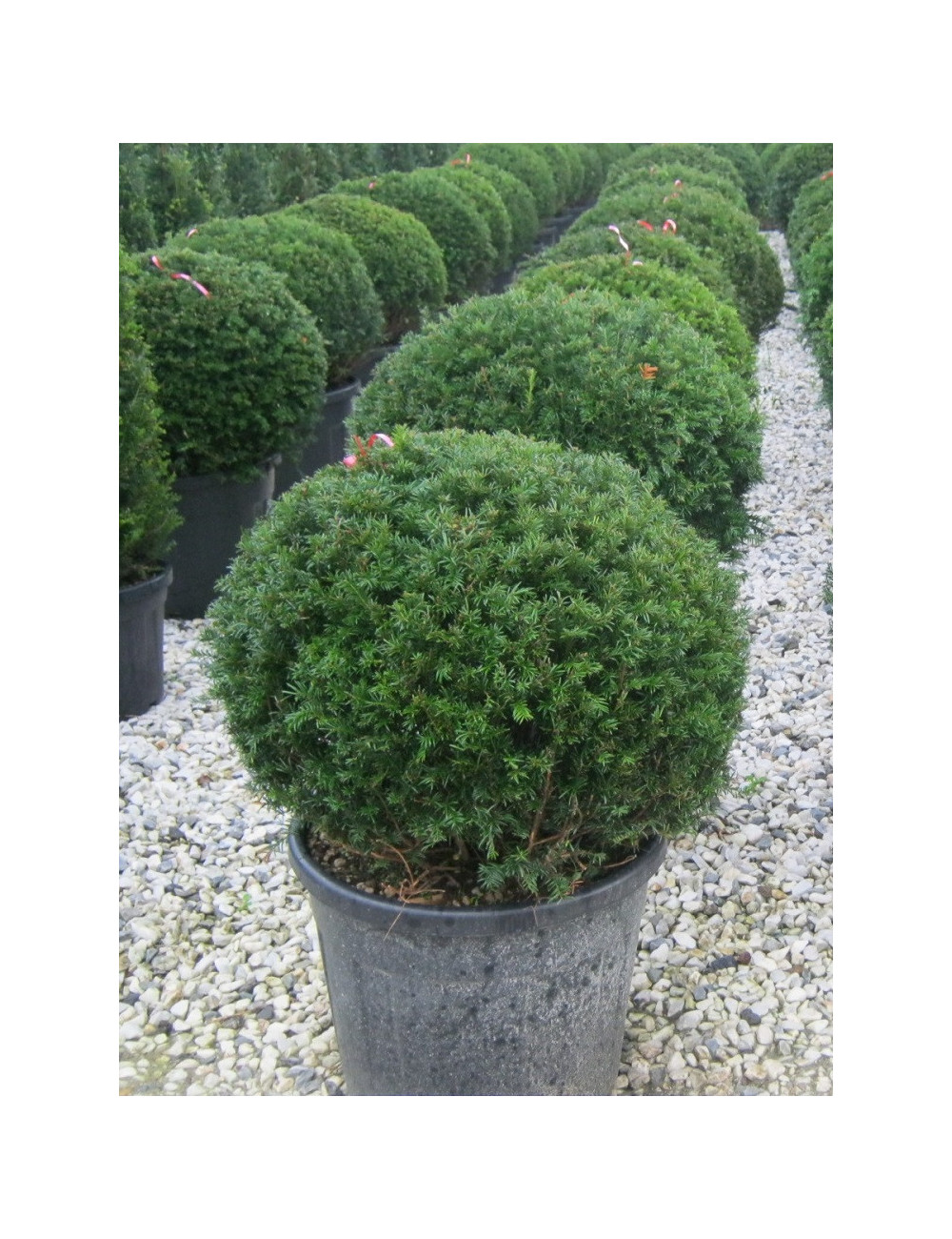 TAXUS baccata En pot forme boule