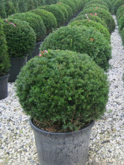 TAXUS baccata En pot forme boule