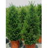 TAXUS baccata (If commun)