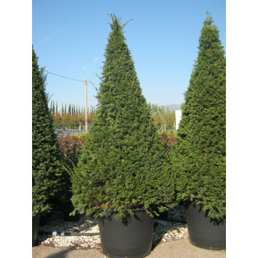 TAXUS baccata (If commun)
