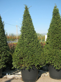 TAXUS baccata En pot forme conique