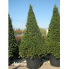 TAXUS baccata (If commun)