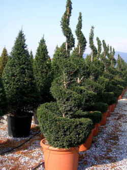 TAXUS baccata En pot forme spirale