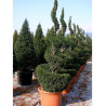 TAXUS baccata (If commun)