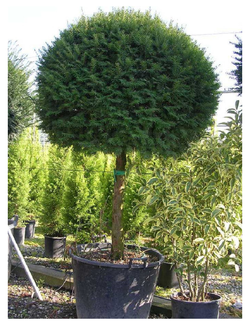 TAXUS baccata (If commun)