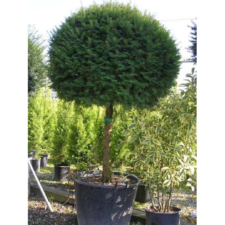 TAXUS baccata (If commun)