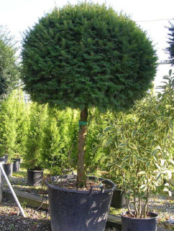 TAXUS baccata En pot forme tige hauteur du tronc 090-110 cm