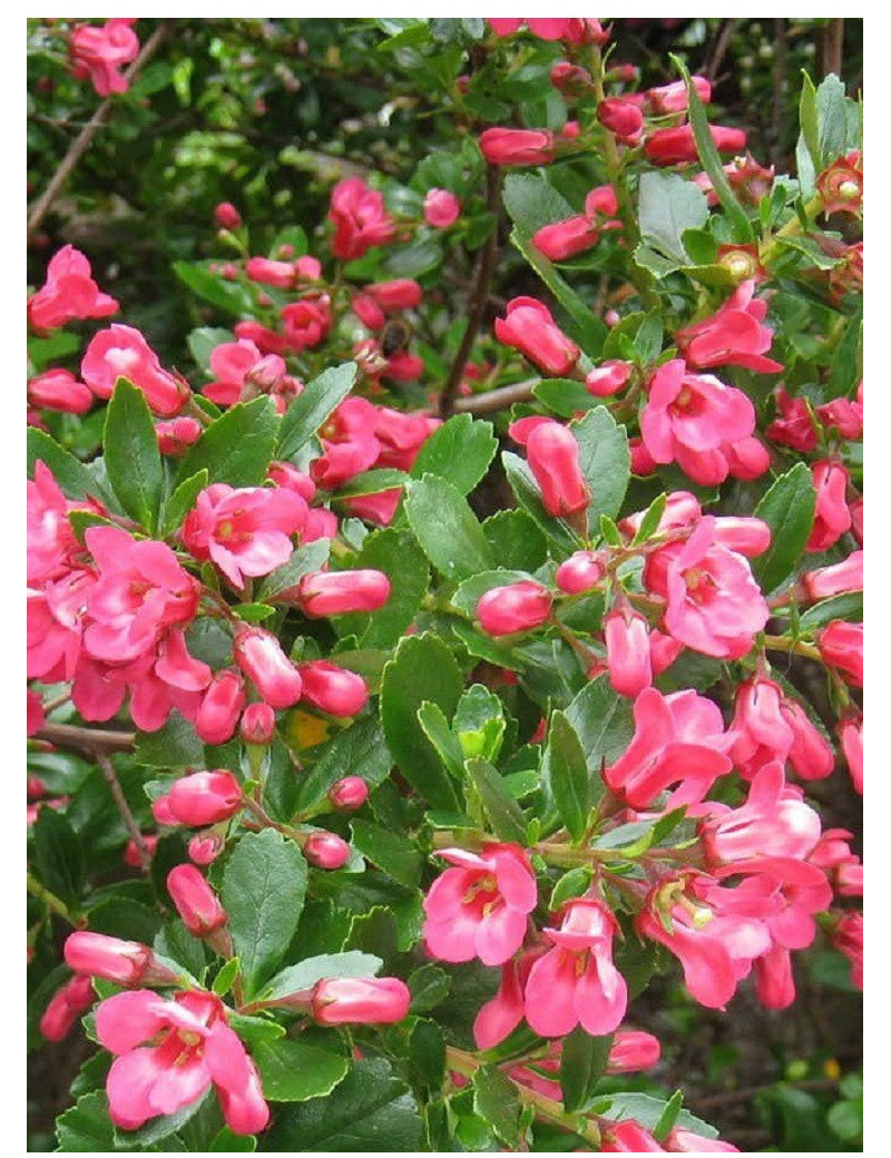 ESCALLONIA DONARD SEEDLING (Escallonia)