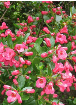 ESCALLONIA DONARD SEEDLING