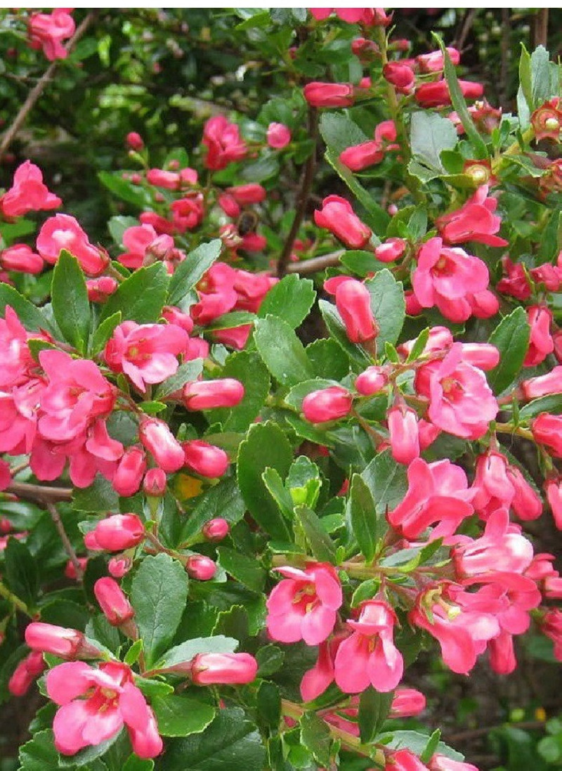 ESCALLONIA DONARD SEEDLING