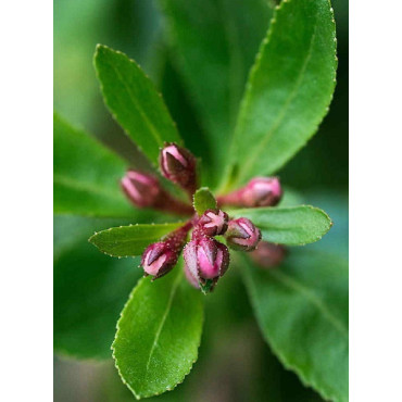 ESCALLONIA DONARD SEEDLING (Escallonia)