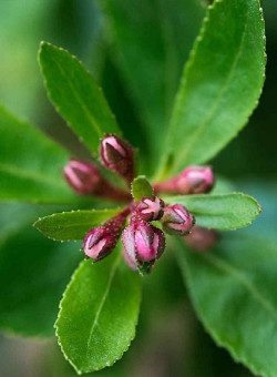 ESCALLONIA DONARD SEEDLING