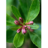 ESCALLONIA DONARD SEEDLING (Escallonia)