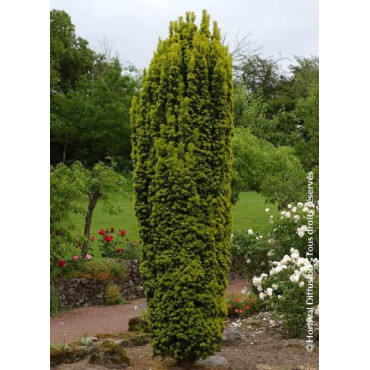 TAXUS baccata FASTIGIATA AUREA (If d'Irlande doré ou If fastigié doré)