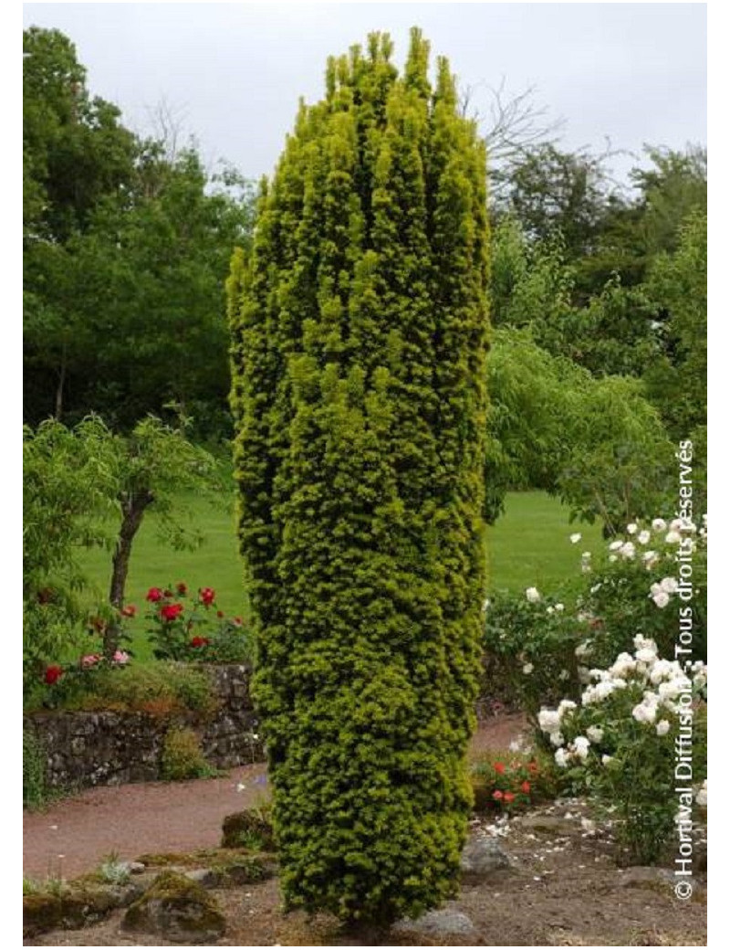 TAXUS baccata FASTIGIATA AUREA (If d'Irlande doré ou If fastigié doré)