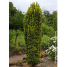 TAXUS baccata FASTIGIATA AUREA (If d'Irlande doré ou If fastigié doré)