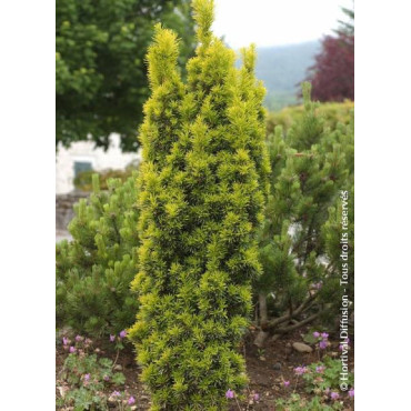 TAXUS baccata FASTIGIATA AUREA (If d'Irlande doré ou If fastigié doré)