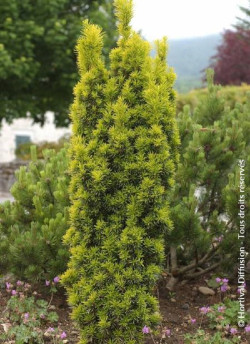 TAXUS baccata FASTIGIATA AUREA