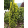 TAXUS baccata FASTIGIATA AUREA (If d'Irlande doré ou If fastigié doré)