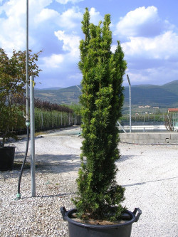 TAXUS baccata FASTIGIATA AUREA