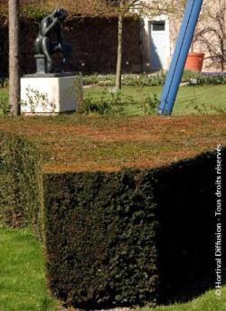 TAXUS media STRAIT HEDGE