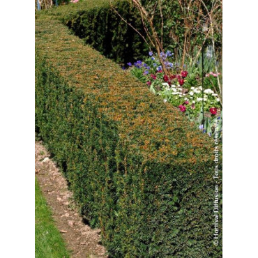 TAXUS media STRAIT HEDGE (If Strait Hedge)