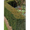 TAXUS media STRAIT HEDGE (If Strait Hedge)