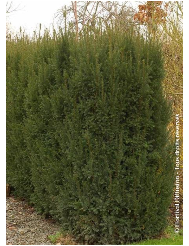 TAXUS media STRAIT HEDGE (If Strait Hedge)