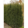 TAXUS media STRAIT HEDGE (If Strait Hedge)