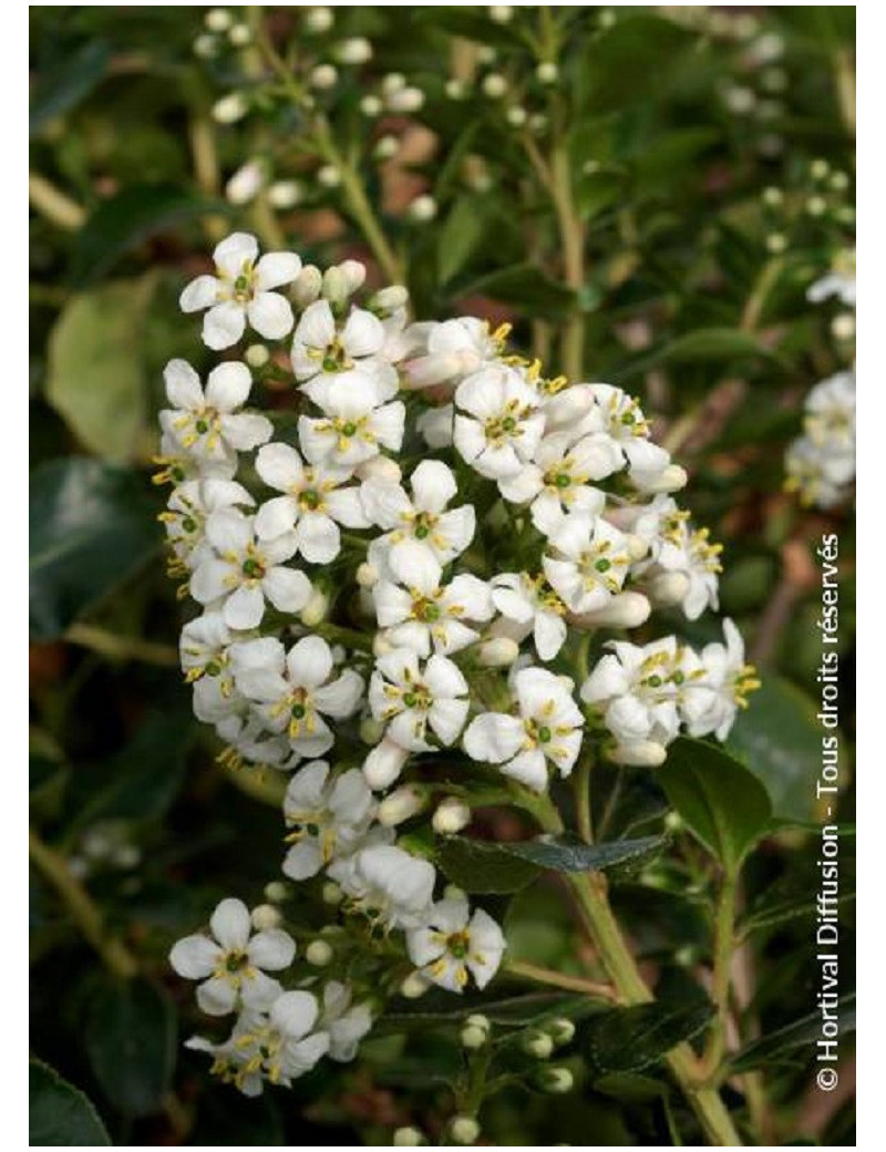 ESCALLONIA IVEYI (Escallonia)