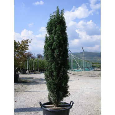 TAXUS baccata FASTIGIATA (If d'Irlande ou If fastigié)