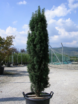 TAXUS baccata FASTIGIATA