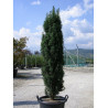 TAXUS baccata FASTIGIATA (If d'Irlande ou If fastigié)