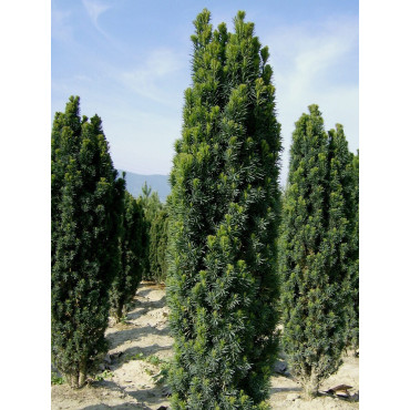 TAXUS baccata FASTIGIATA (If d'Irlande ou If fastigié)