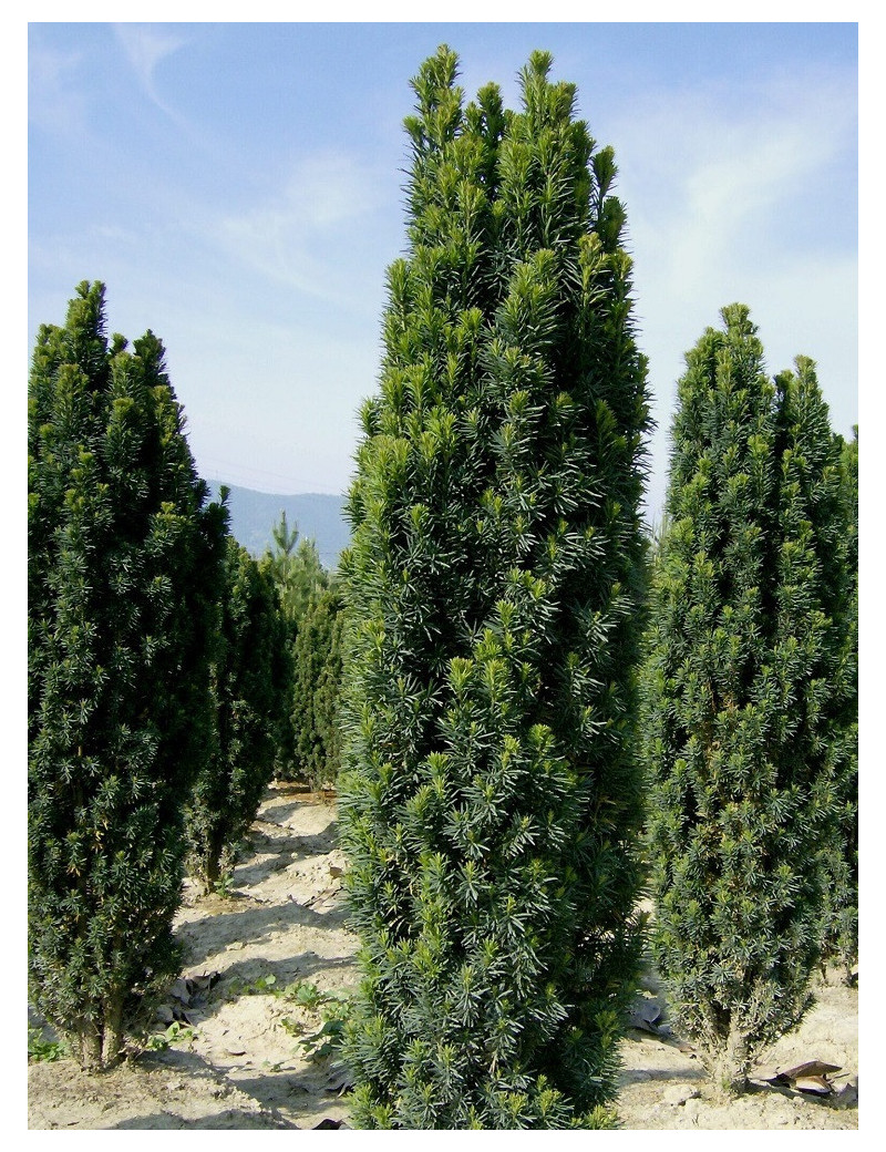 TAXUS baccata FASTIGIATA (If d'Irlande ou If fastigié)