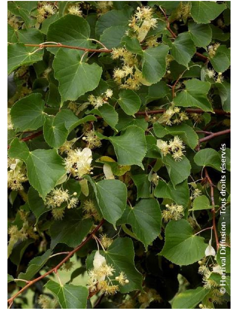 TILIA platyphyllos RUBRA (Tilleul à grandes feuilles Rubra)