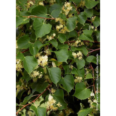 TILIA platyphyllos RUBRA (Tilleul à grandes feuilles Rubra)