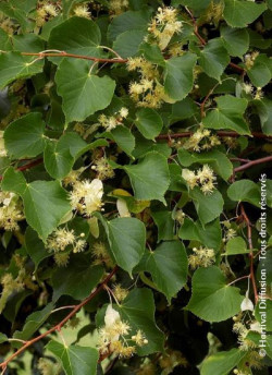 TILIA platyphyllos RUBRA