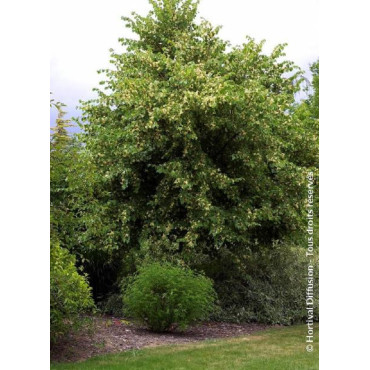 TILIA platyphyllos RUBRA (Tilleul à grandes feuilles Rubra)