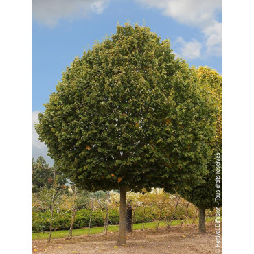 TILIA tomentosa SILVER GLOBE (Tilleul argenté Silver globe)