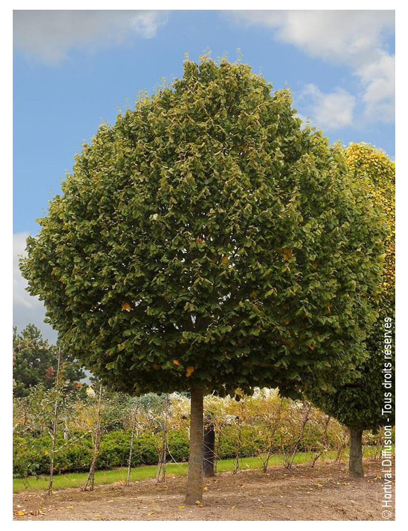 TILIA tomentosa / TILLEUL ARGENTE