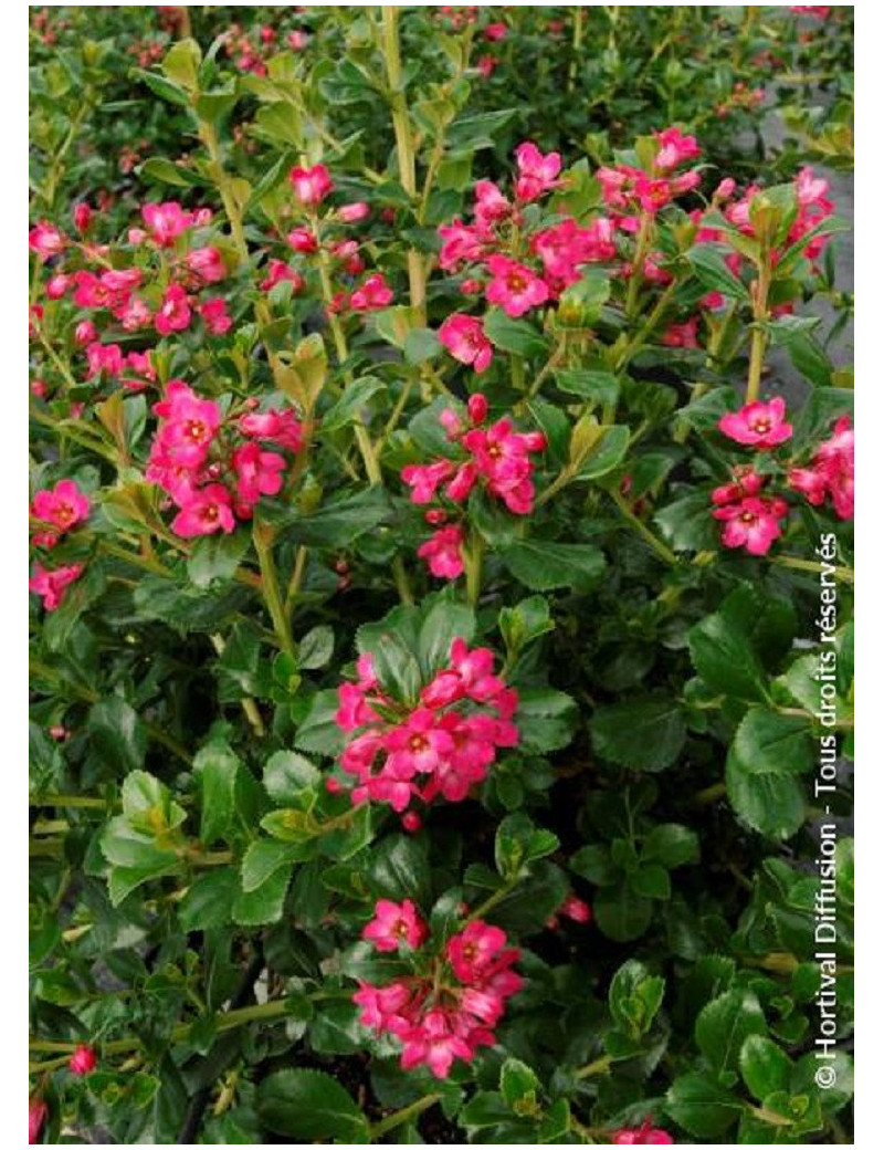 ESCALLONIA PRIDE OF DONARD (Escallonia)