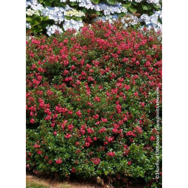 ESCALLONIA RED DREAM (Escallonia)