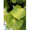 TILIA cordata GREENSPIRE (Tilleul des bois, Tilleul à petites feuilles)