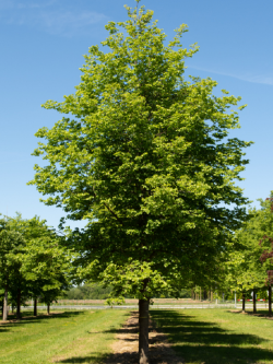 TILIA cordata GREENSPIRE